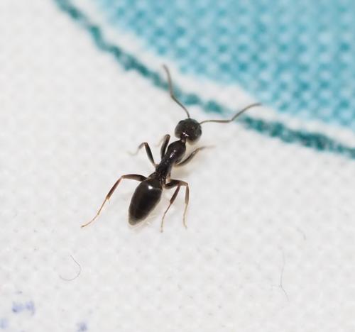 Tapinoma madeirense